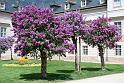 2009-04-28, Pillnitz (2)